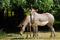 Zebra,  Zoo