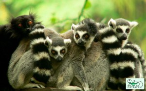 lemuri--zoo.jpg